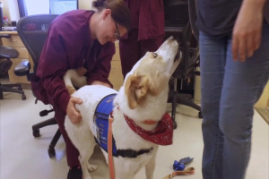 Wright-Patterson therapy dogs