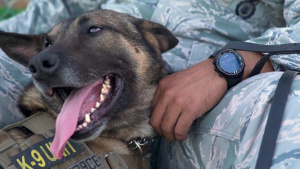 Military Working Dog Stamp