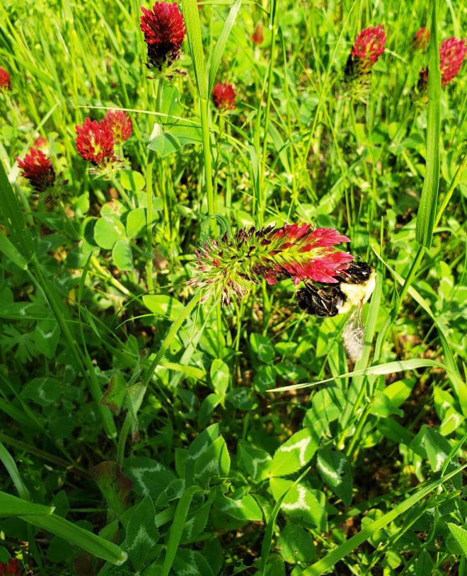 USACE Tulsa District creating sustainable habitat for pollinators