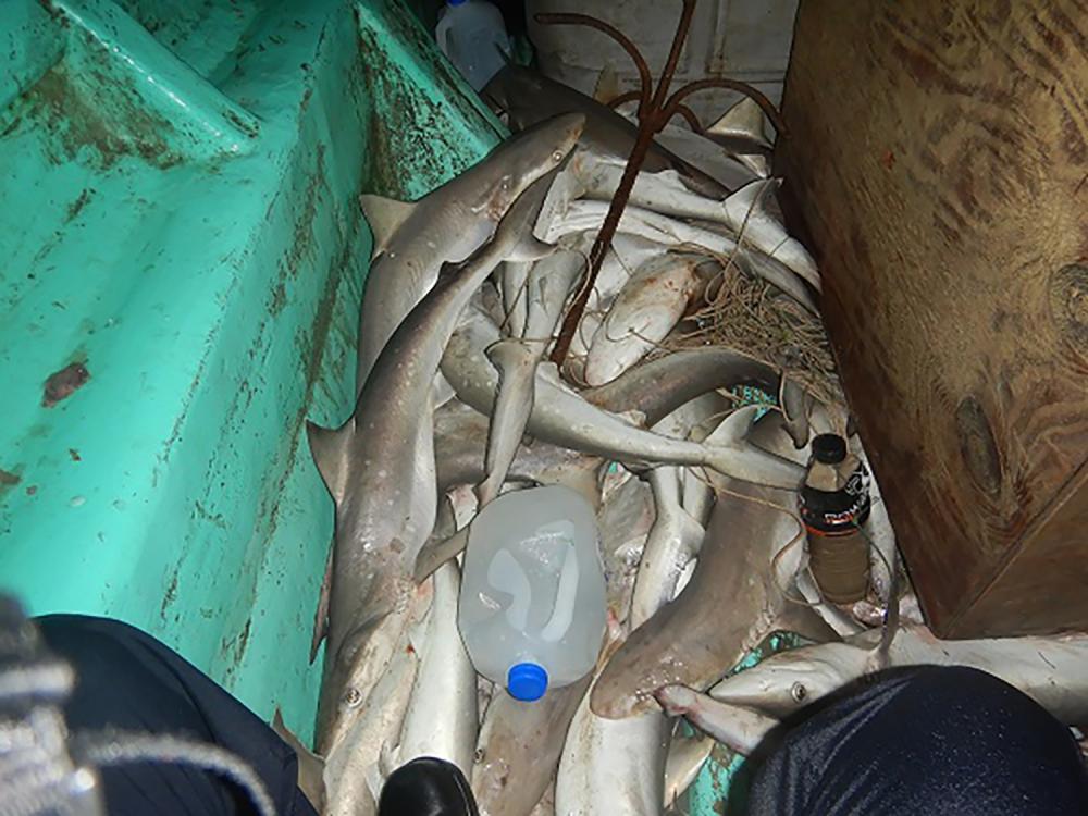 Crew members from Coast Guard Cutter Edgar Culbertson, a 154-foot Fast Response Cutter homeported in Galveston, Texas, assess sharks caught by four Mexican fishermen engaged in illegal fishing off the southern Texas coast, Aug. 2, 2022. After intercepting the lancha, Coast Guard personnel seized the sharks, detained the fishermen and transferred the men to border enforcement agents for processing. (U.S. Coast Guard photo, courtesy Cutter Edgar Culbertson)